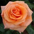 Pink Orange Rose, unknow artist